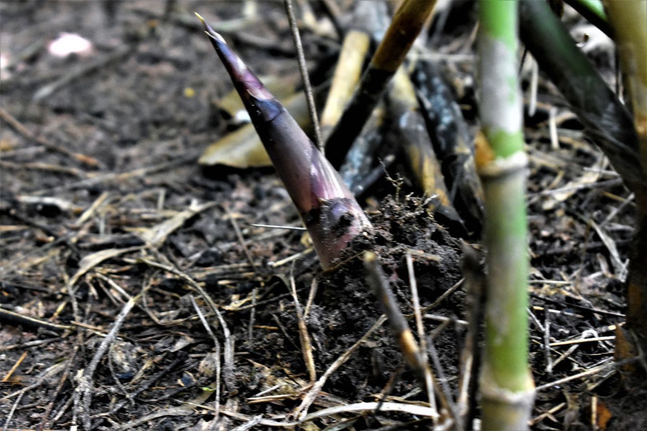 HIGH ANGLE VIEW OF TWIGS ON FIELD