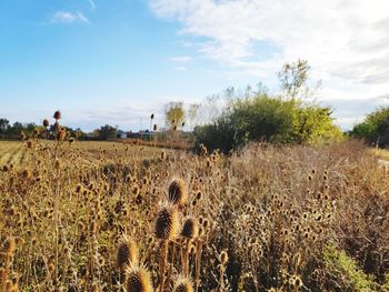 Scenic view of field against sky