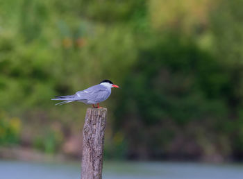 Close-up of bird perching on wooden post