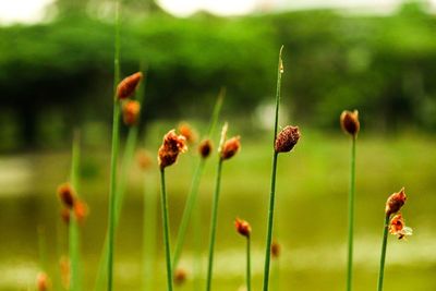 Close-up of flowers against blurred background