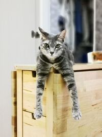 Portrait of cat on wooden floor