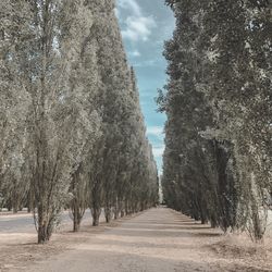 Empty road amidst trees against sky