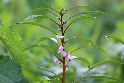 Close-up of flower blooming outdoors