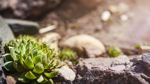 Succulent plant in wildlife with copy space