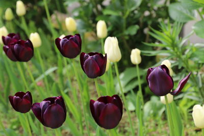 Close-up of purple tulips