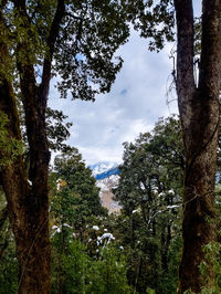 Low angle view of trees against sky