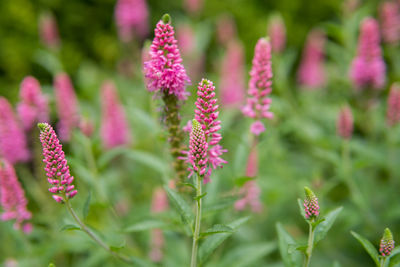 Close-up of pink flowering plant