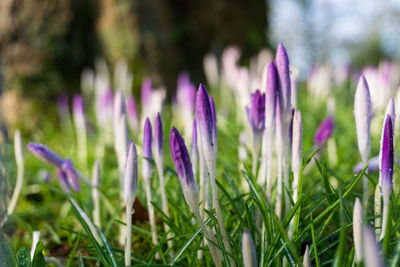 Close-up of purple crocus blooming on field