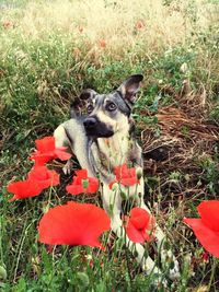 Portrait of dog on field