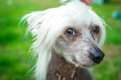 Close-up portrait of dog