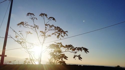 Low angle view of silhouette tree against sky during sunset