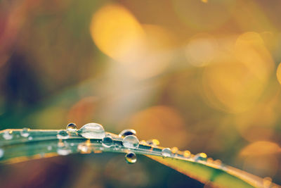 Close-up of water drops on leaf