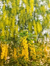 Close-up of yellow flowering plant