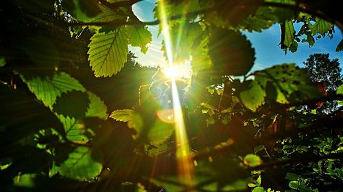 Sun shining through trees