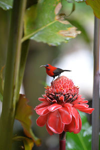 Close-up of insect on red flower