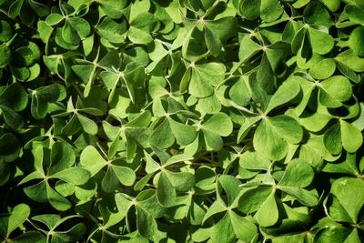 Full frame shot of green clover leaves