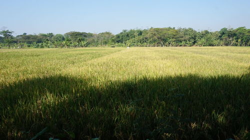 Scenic view of field against clear sky