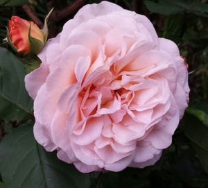 Close-up of rose blooming outdoors