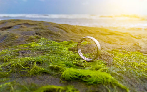 Close-up of ring on seaweed