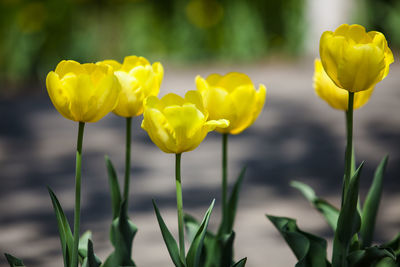 Close-up of yellow tulips growing on field