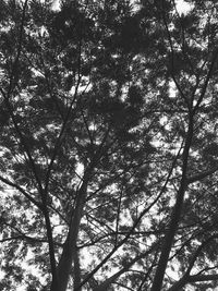 Low angle view of trees in forest