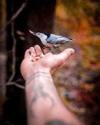 Cropped hand of person with bird