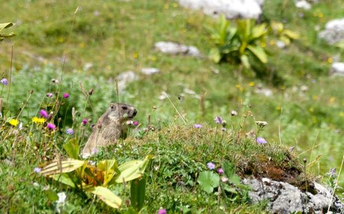 Close-up of butterfly on grass