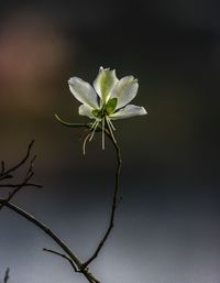 Close-up of white flowering plant