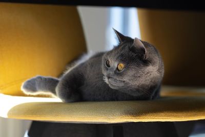 Portrait of cat resting on table at home