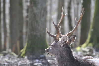 Deer in forest