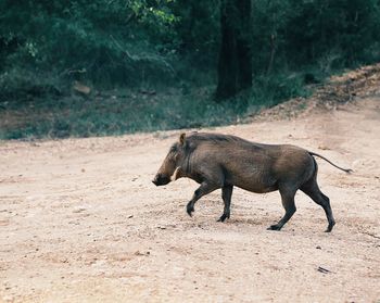 Side view of boar walking on landscape