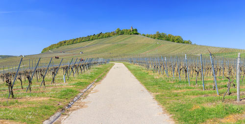 Road in vineyard against clear blue sky