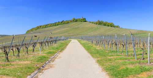 Road in vineyard against clear blue sky