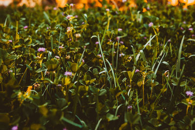 Flowers blooming on field