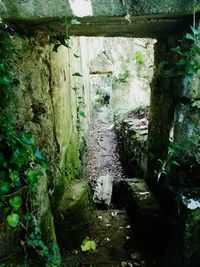 Plants growing in old abandoned building in forest