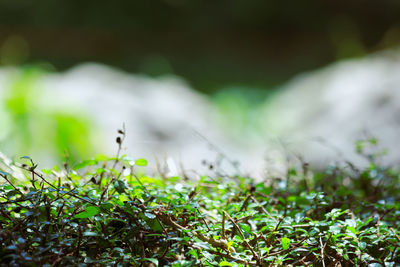 Close-up of small plant on field