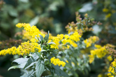 Close-up of yellow flowering plant on field