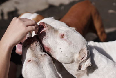 Cropped hand of woman touching dogs