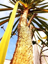 Low angle view of palm tree against sky