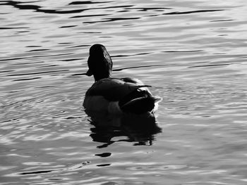 Duck swimming in lake