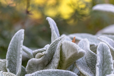 Close-up of plant