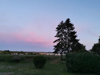 Trees on field against sky during sunset