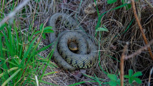 Grass snake viper adder coiled under small tree showing tongue