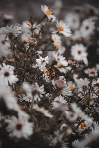 Close-up of white flowering plants