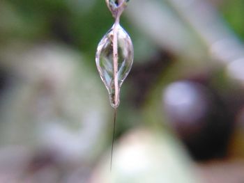 Close-up of water hanging on tree