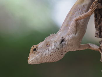 Close-up of a lizard