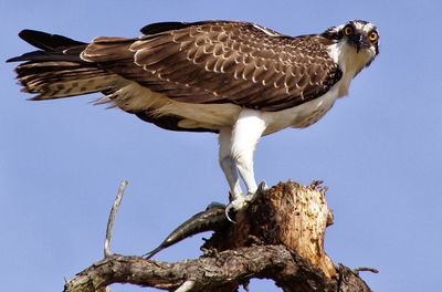 Low angle view of bird perching on branch