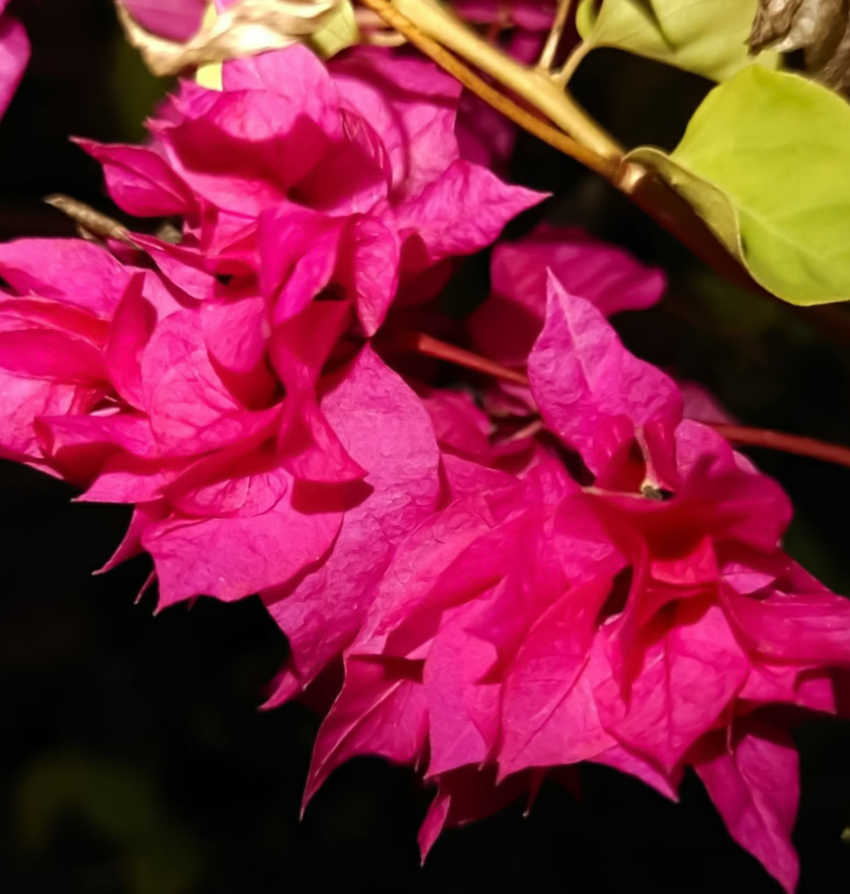 CLOSE-UP OF PINK ROSE PLANT