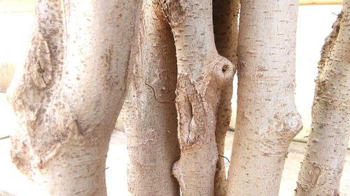 Close-up of a tree trunk