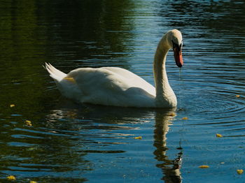 Swan swimming in lake